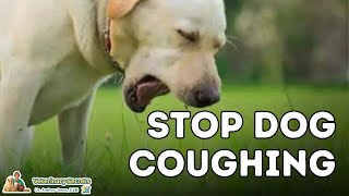 Dog Coughing How To Quickly Stop It With 7 Natural Remedies [upl. by Wengert85]