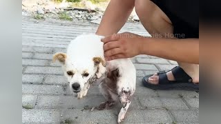 Stray dog ​​lost 3 legs after being hit by a car [upl. by Elamrej463]