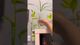 How to propagate Dracaena Marginata water propagation of dracaena marginatapropagation dracaena [upl. by Aisyat306]