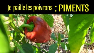 paillages des poivrons piments [upl. by Eahs]