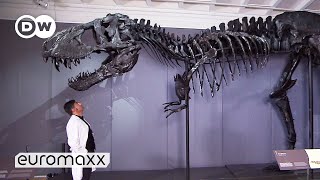 One Of The BestPreserved TRex Skeletons In The World  Moving 66 million year old quotTristan Ottoquot [upl. by Aicenra]