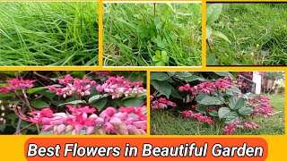 Best Flowers in Garden and Grass [upl. by Annaya468]