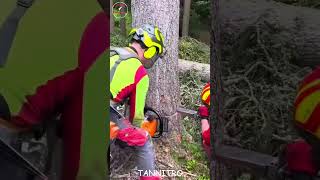 tânsky  shorts Technique for cutting down trees in the right direction [upl. by Aniehs967]