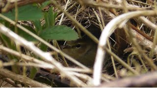 Bird Nesting Walk New Finds Common Whitethroat [upl. by Magill]