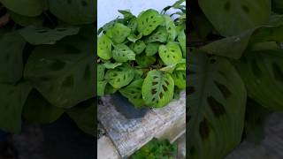 Beautiful Maranta leuconeura Plant shorts plants nature trending viral [upl. by Kerat136]