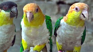 Caique Parrots  Exotic Birds [upl. by Anauqat537]