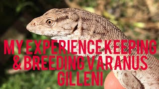 My experiences caring for and breeding Gillens Monitor lizards  Varanus gilleni [upl. by Olympie374]