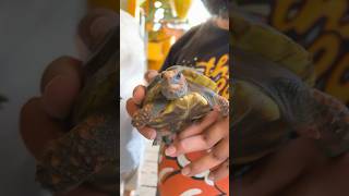 Juvenile RedFoot 🐢 amp Box Turtle at TortoiseLand 🐢❤️ [upl. by Tommy453]