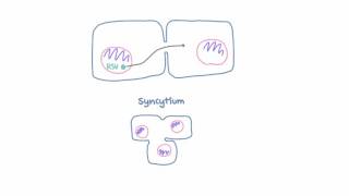 Respiratory Syncytial Virus RSV  Pathophysiology [upl. by Nealson]