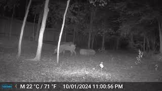 Largest Feral Hog Pig Ive Seen  100124  Trail Cam  San Antonio TX  Bexar County  Sea World [upl. by Esiuol]