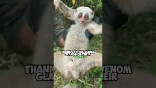 Meet the Slow Loris The Worlds Only Venomous Primate [upl. by Khichabia]