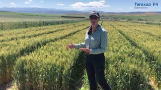 Wireworm damage to wheat in Northern Plains [upl. by Goodwin357]