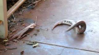 Fighting Blue tongue lizards [upl. by Aicnilav206]