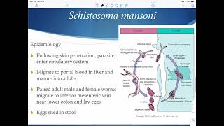 Trematode Schistosoma [upl. by Mars860]