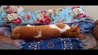 Puspin Ginger Tabby Cat Sleep Well [upl. by Dollar]