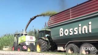 Arundo donax Harvesting and Silage for Biogas production  2015 [upl. by Eimmac]