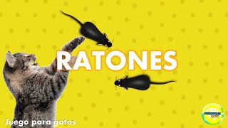 Videos para gatos  Ratones [upl. by Eidualc]