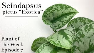 How To Care For Scindapsus pictus “Exotica”  Plant Of The Week Ep 7 [upl. by Shelden980]