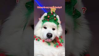 Advent Calendar Day 5 🎄 dogshorts adventcalendar christmas cutedog samoyed tiktok pets [upl. by Ellenig]