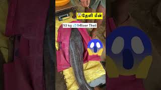 ✨Today ✅Hogenakkal Theli 🐟Fish In 😳FishMarket catfish fish hogenakkal ontrending shortfeed [upl. by Lalad]