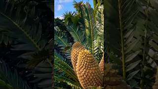 The MOST INSANE Cycad Seed Cones Youve Never Seen [upl. by Ades]