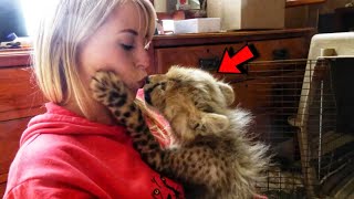 The girl saved little cheetah from death and raises it into big domestic cat [upl. by Ede]