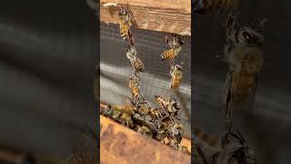 This is how bees build their home 🐝🐝🐝🐝🐝🐝🐝bee beehive beelife science [upl. by Gone]