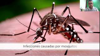 11 Flavivirus Dengue Virus Fiebre Amarilla Hepatitis C etc [upl. by Llerdnod]