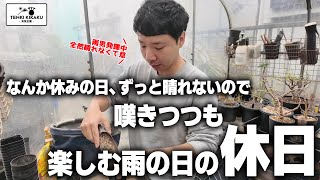 【多肉植物塊根植物】261  休みの日が雨ばかりなので、なんでもない雨の日の1日を動画にしてみた動画【おじさんの休日】 [upl. by Jami]