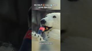 Pagal Gorilla 🦍 aur Coke wala Bhalu 🐻 – zoo ka naya drama shorts ytshorts movieclips [upl. by Scholz164]