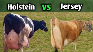 Difference Between Jersey Cows and Holstein Friesian Cows  Highly Milking Cows Breed [upl. by Aerdnu678]