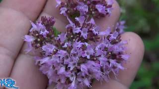 ⟹ Oregano  Origanum vulgare  Flowers and seeds [upl. by Ahseei]