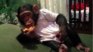 Honey the Chimpanzee eating fruit  الشمبانزي هني تاكل فروت [upl. by Stephens]