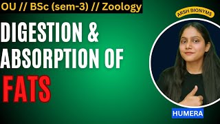 Digestion amp Absorption of Fats  Zoology sem 3  Osmania University Humera [upl. by Giraldo725]