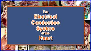 Electrical Conduction System of the Heart [upl. by Zacarias]