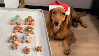 Golden retriever first time eat christmas cookies [upl. by Ailehc]