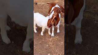 Boer Keçisi  Boer Goats 😇🥰🐐👍🏻cuteanimals Oğlak capricorn hayvansevgisi hayvancılık [upl. by Je]