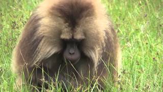 Gelada Baboons [upl. by Mccall]