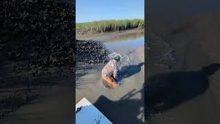 Noodling for redfish North Inlet South Carolina [upl. by Yrelav]