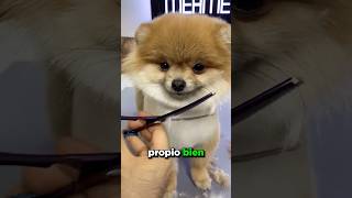 Este Perro Se Corta El Pelo ❤️ [upl. by Papst]