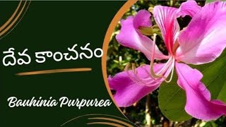 దేవకాంచనంllDrMurthyPlantWorldllBauhinia purpureaCaesalpiniaceaegardentree ornamentaltreebotany [upl. by Noiz]