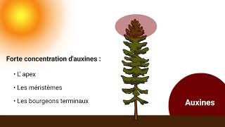 Capsule 6  Les phytohormones [upl. by Nyladnohr]