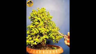 CREATE BONSAI  SHORTS bonsai bonsaitree howtomakebonsai [upl. by Norved589]