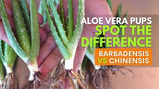 How To Spot The Difference Between Aloe vera Barbadensis and Chinensis Pups [upl. by Tnerual130]