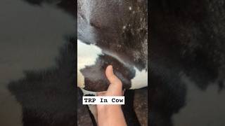 TRP In Cow cattle trp cow farmanimals shorts goat veterinary medicine horse buffalo pets [upl. by Zusman]