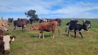 Heifer is doing fine calf is battling [upl. by Aamsa]