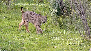 On the Lynx tracks  Wildlife photography in Andujar Natural park [upl. by Aikkan]