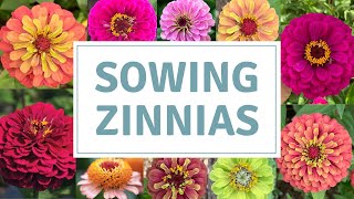 How To Sow Zinnias  Sowing Easy Summer Flowering Annuals [upl. by Liddle44]