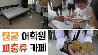 필리핀 정글 어학원한달살기 기숙사  파충류 카페 [upl. by Cilegna]