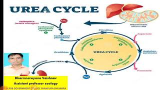 ornithine cycle [upl. by Allekram]